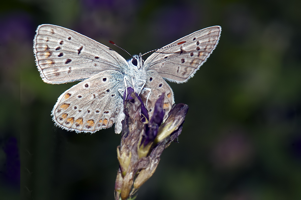 Licenide da identificare